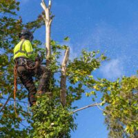 Choosing the Right Tree Lopping Service for Your Property