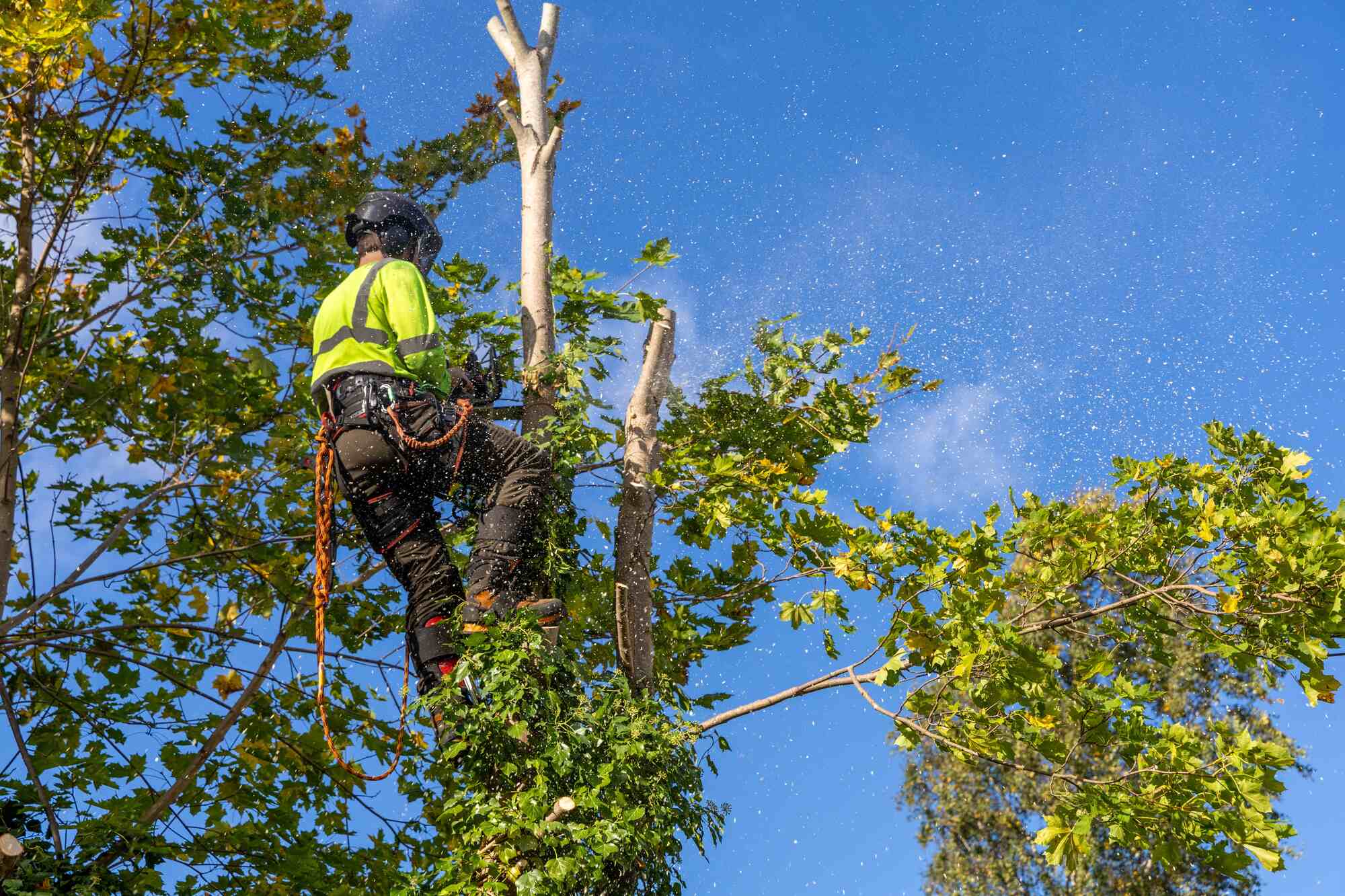 Tree Lopping Service