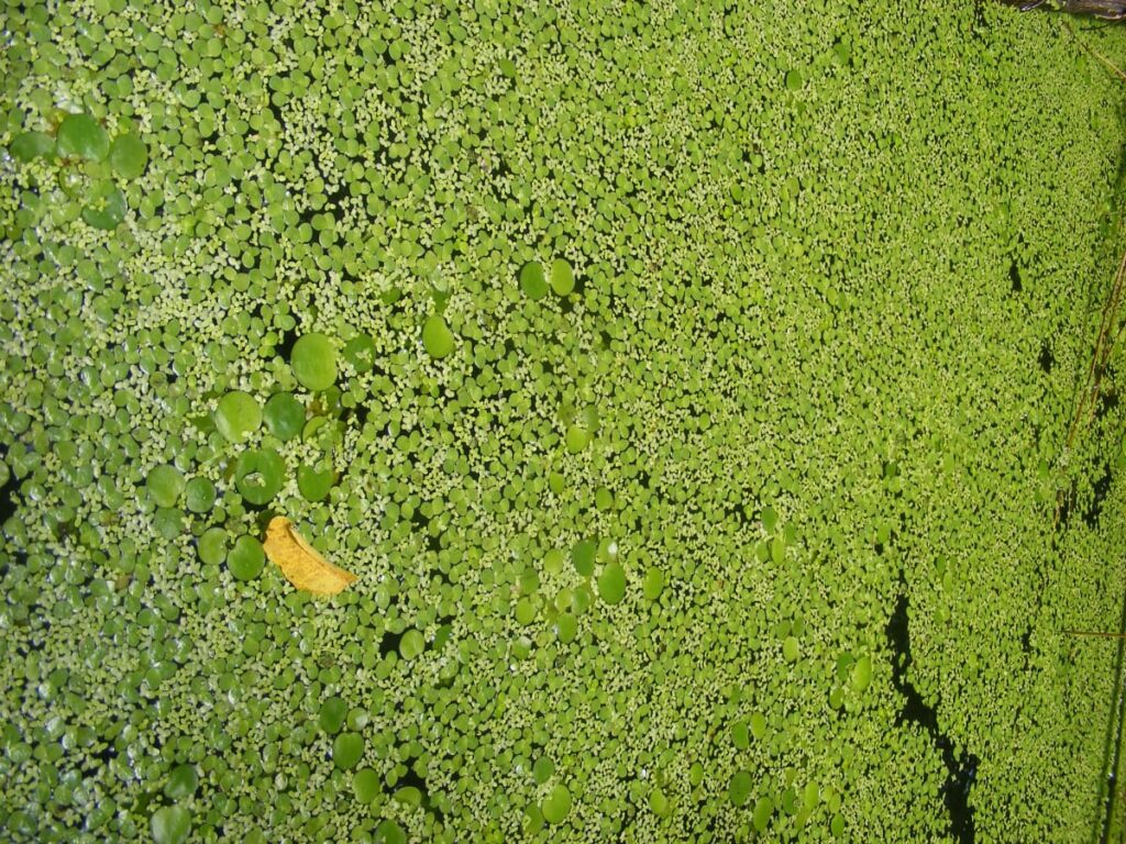 growing duckweed