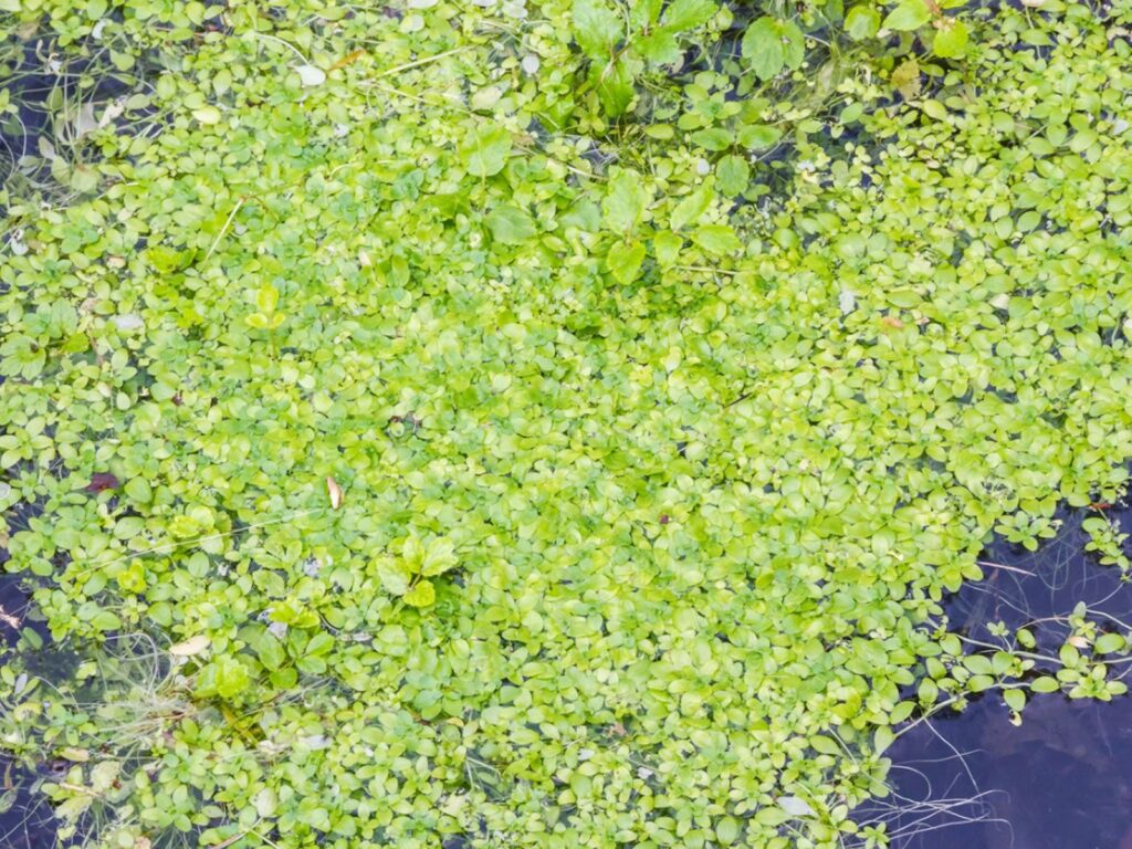 growing duckweed