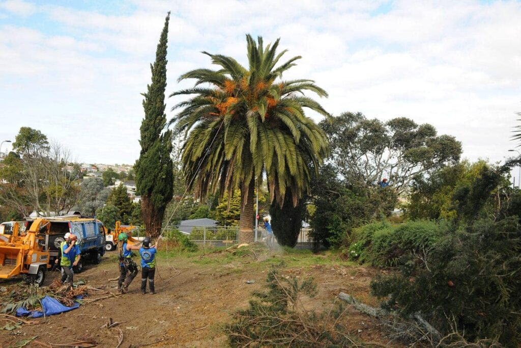 Tree Lopping Service