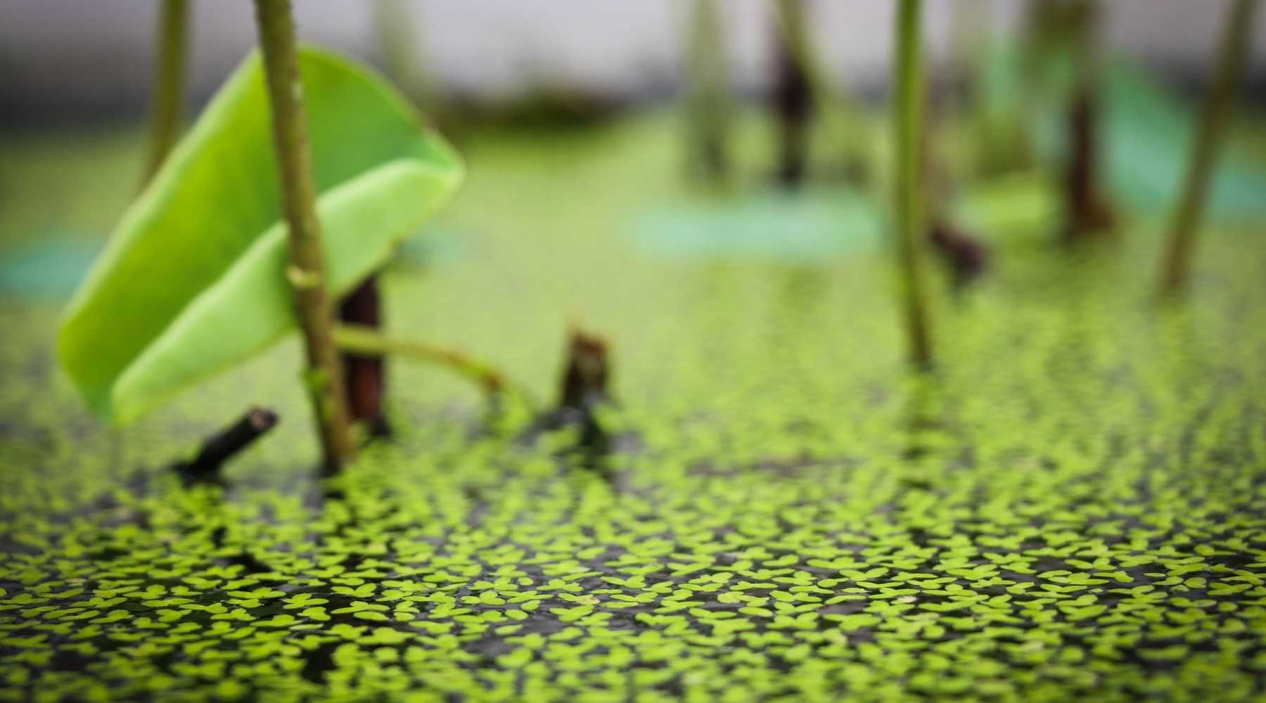 growing duckweed